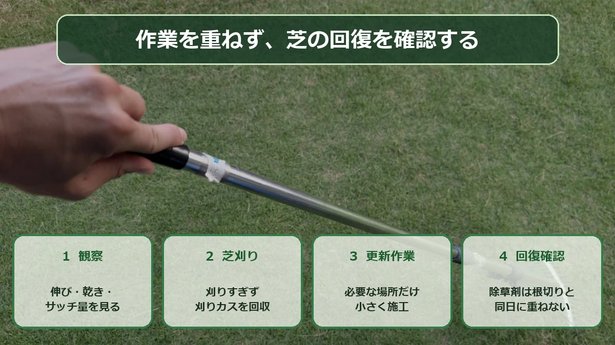 観察、芝刈り、更新作業、回復確認の順で秋の芝生を手入れする図解